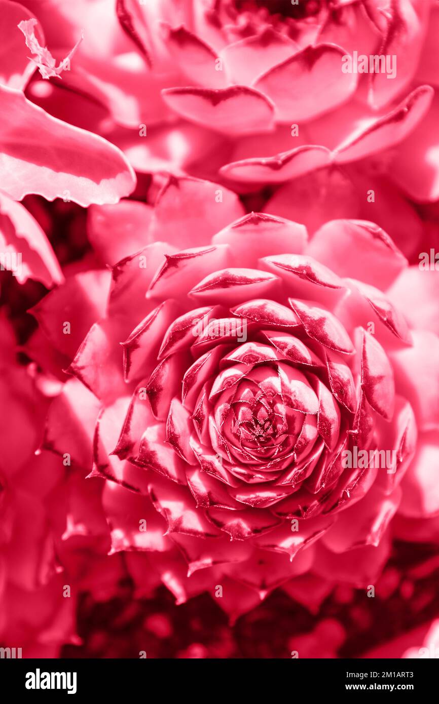 Impianto di Sempervivum tectorum, primo piano. Piante da interno, fiori in pentole. Tonico in viva magenta - colore dell'anno 2023. Foto Stock