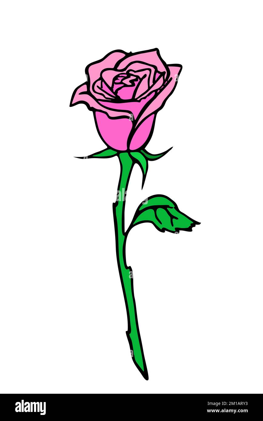 disegno del ramo di rosa con fiori e foglie rosa, elemento isolato, design Foto Stock