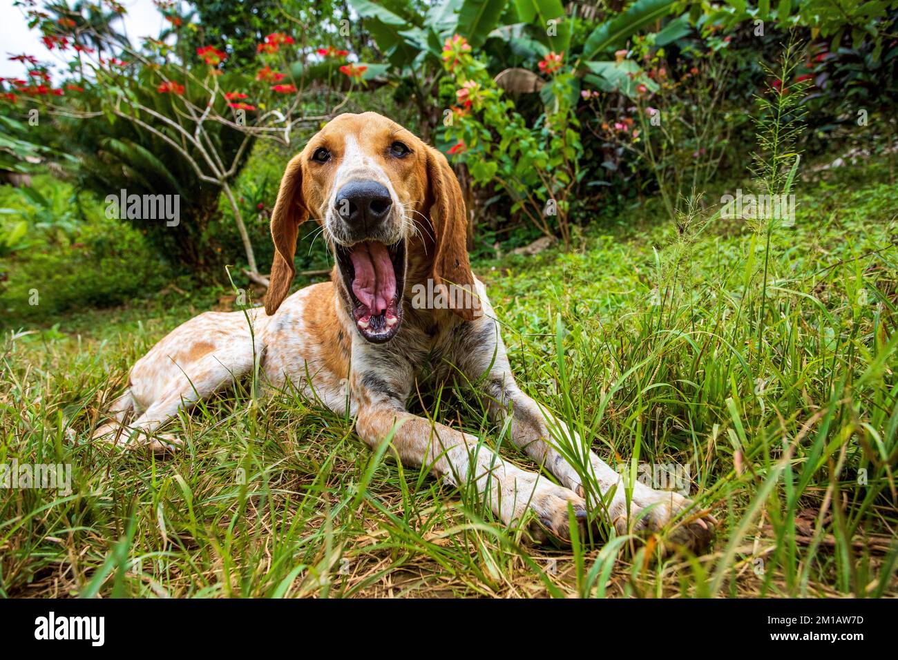 Un carino americano inglese Coonhound che si trova e apre la bocca sul giardino d'erba Foto Stock