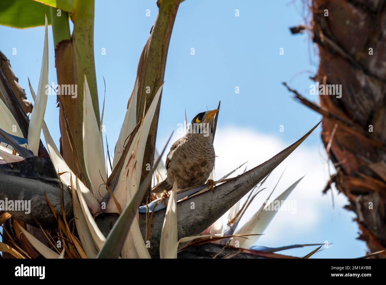 Un australiano Noisy Miner (Manorina melanocephala) alla ricerca di cibo su Giant Bird of Paradise o su una pianta di banane selvatiche (strelitzia nicolai) a Sydney, N Foto Stock