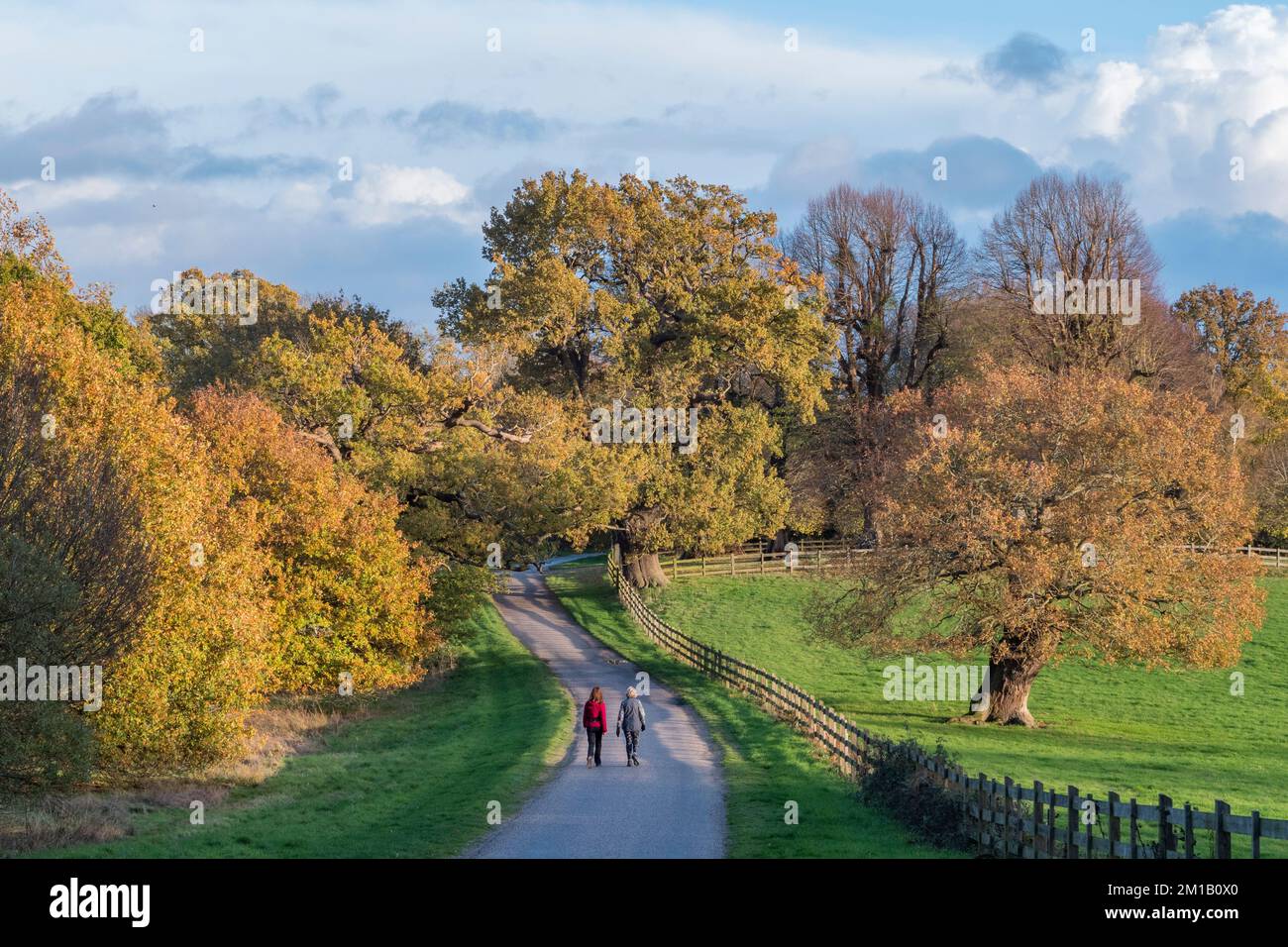 Due persone camminano attraverso gli alberi autunnali a Windsor Great Park, Regno Unito. Foto Stock