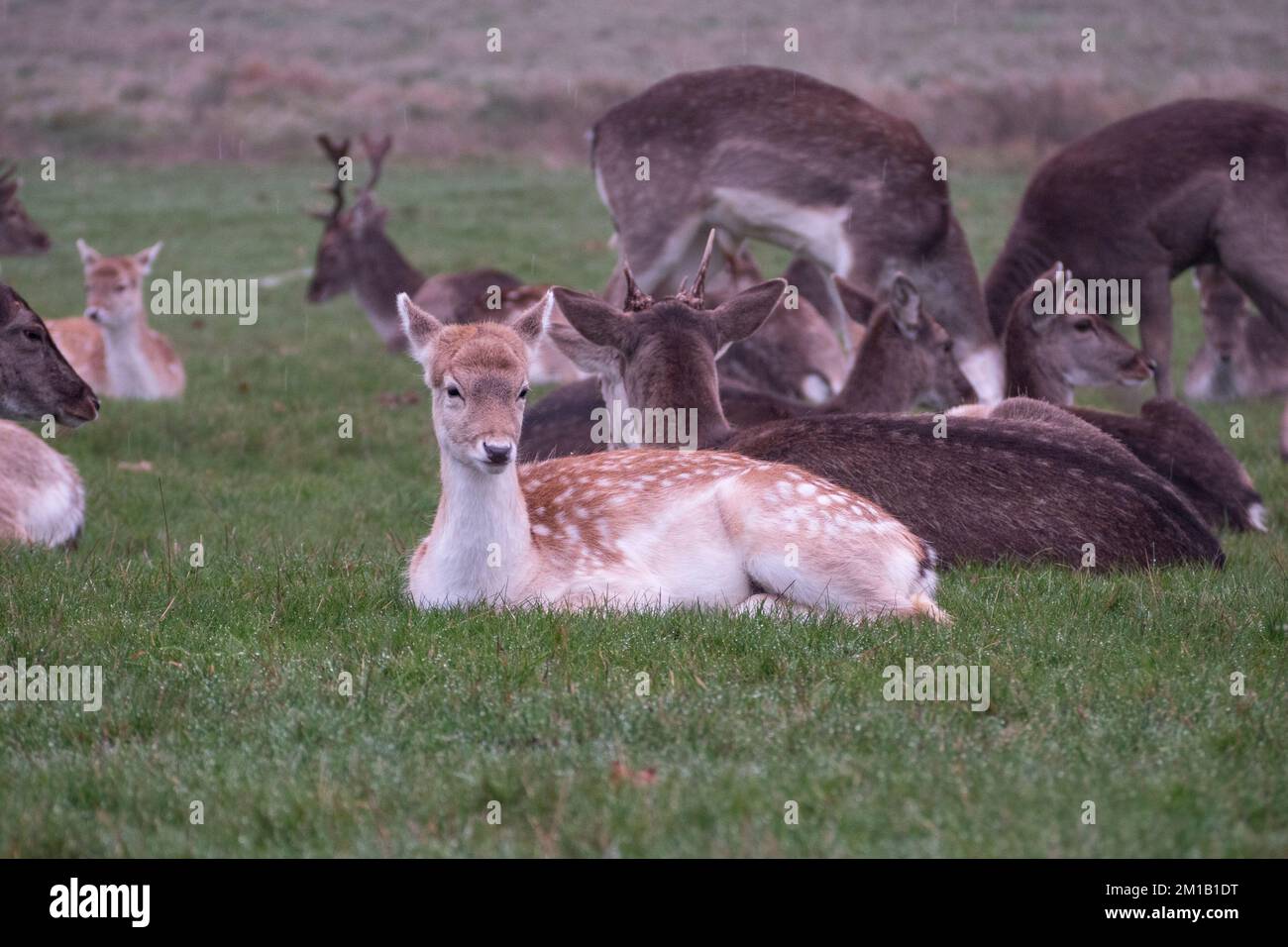 Giovani daini in inverno a Richmond Park, Surrey, Regno Unito. Foto Stock