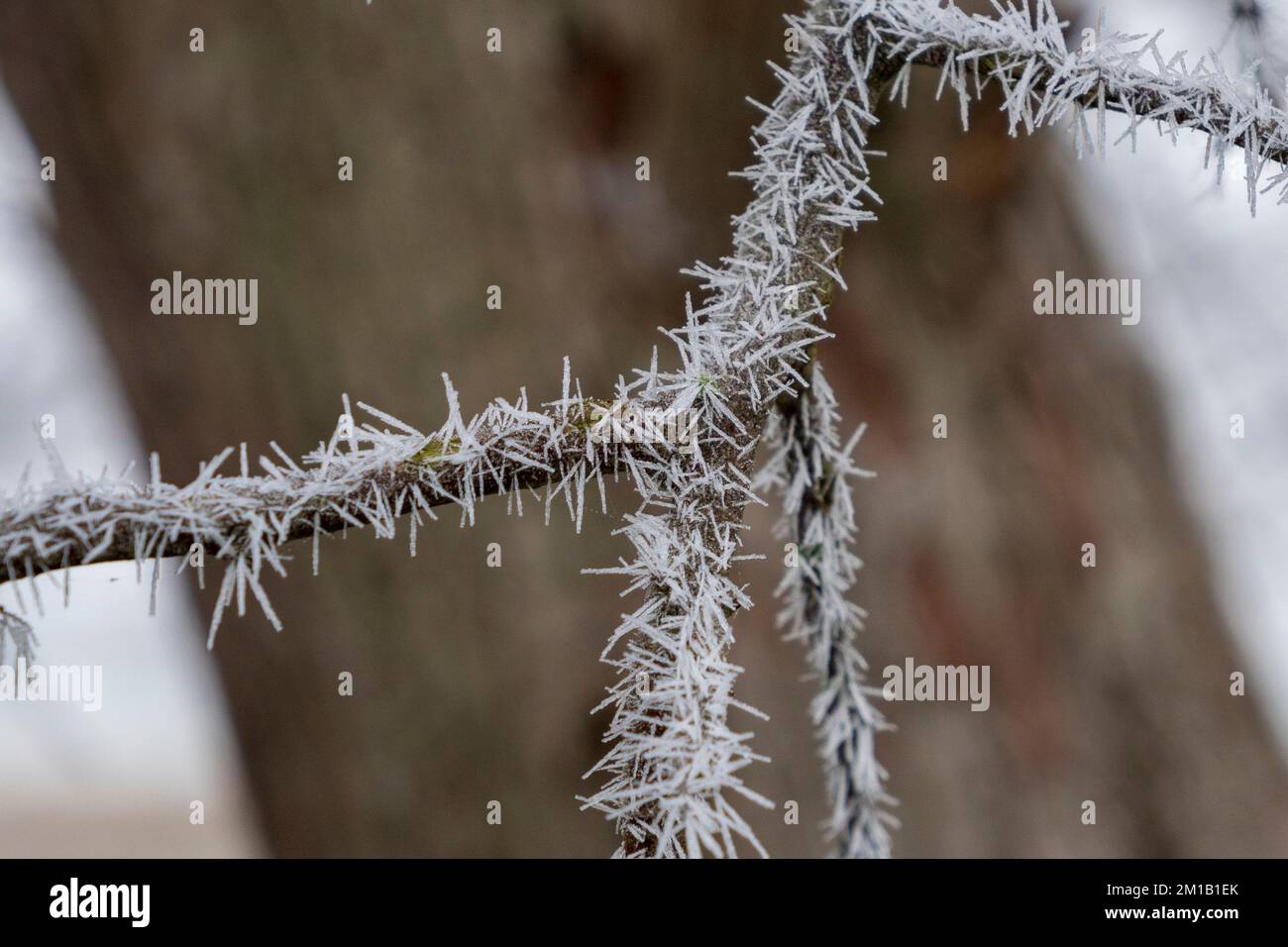 Splendide colonne di cristallo di ghiaccio formarono un'imboscata a Richmond Park, nel Regno Unito, dopo una fredda notte d'inverno. Foto Stock