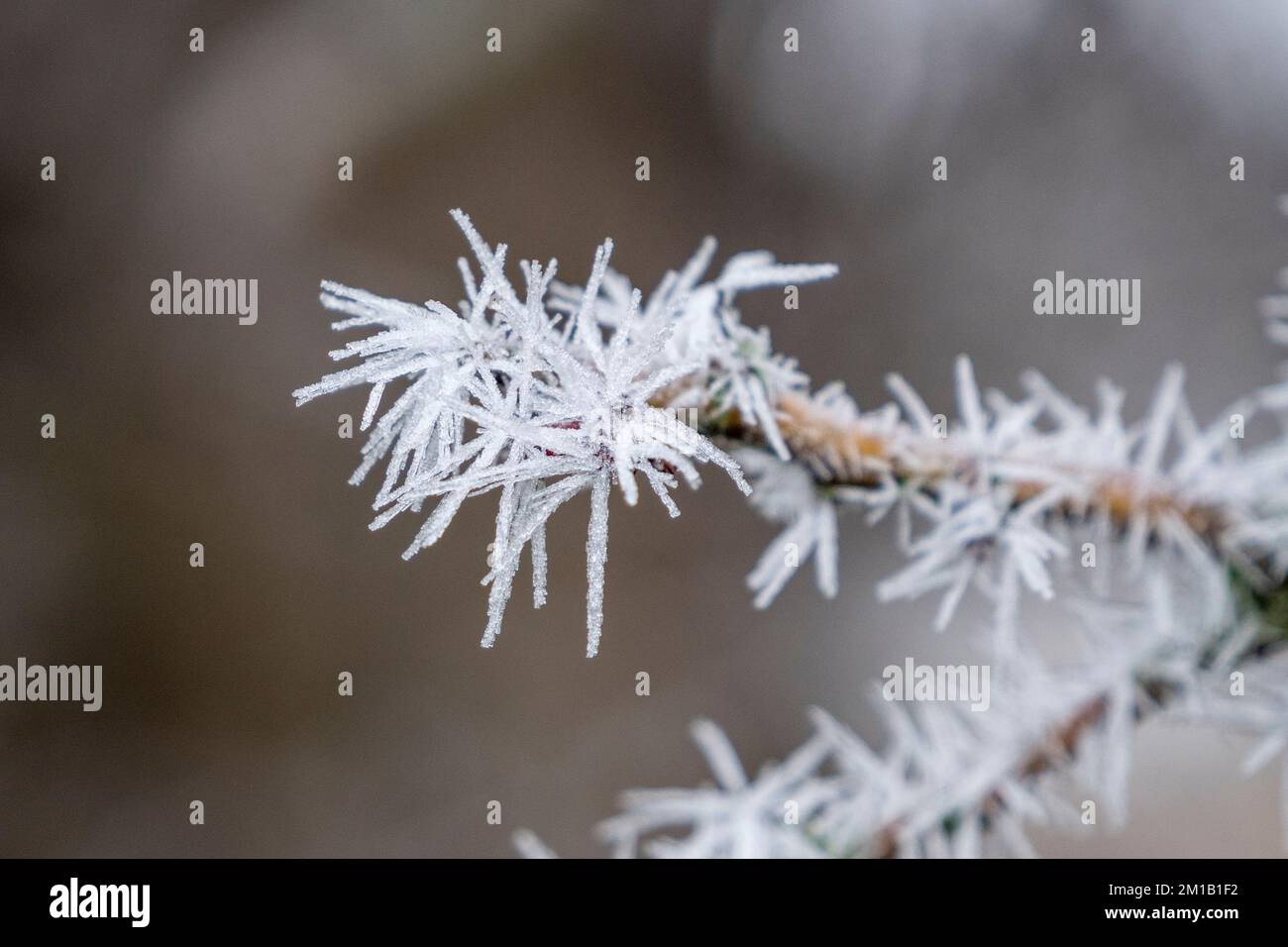 Splendide colonne di cristallo di ghiaccio formarono un'imboscata a Richmond Park, nel Regno Unito, dopo una fredda notte d'inverno. Foto Stock