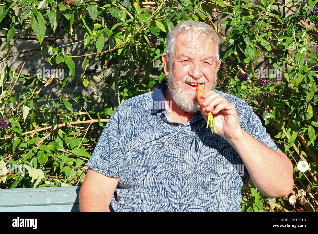 Uomo anziano o anziano seduto fuori e che mangia una carota cruda. Foto Stock