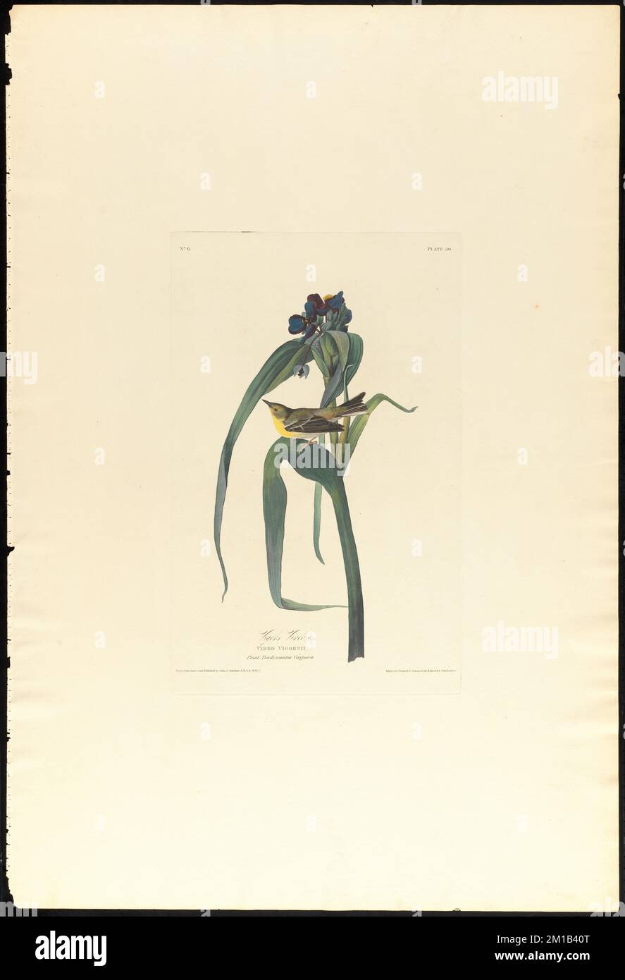 Vigors vireo : maschio. Vireo rinvigorsii. Pianta. Tradescantia virginica. c.2 v.1 Plate 30 , Uccelli, Fiori, Pino Warbler, Tradescantia verginica. Gli uccelli d'America - da disegni originali di John James Audubon Foto Stock