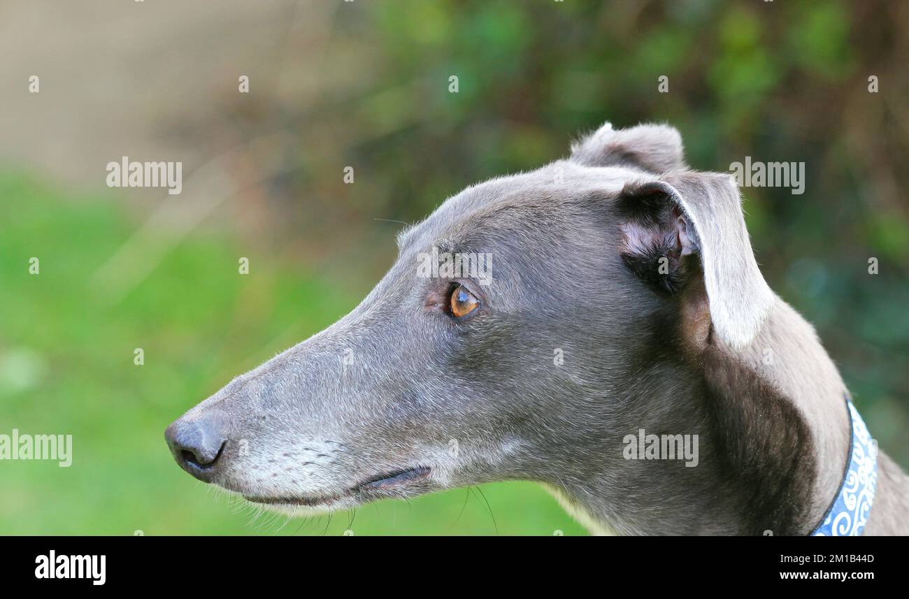 Faccia ravvicinata di un cane levriero. Foto Stock Faccia ravvicinata di un cane levriero. Foto Stock
