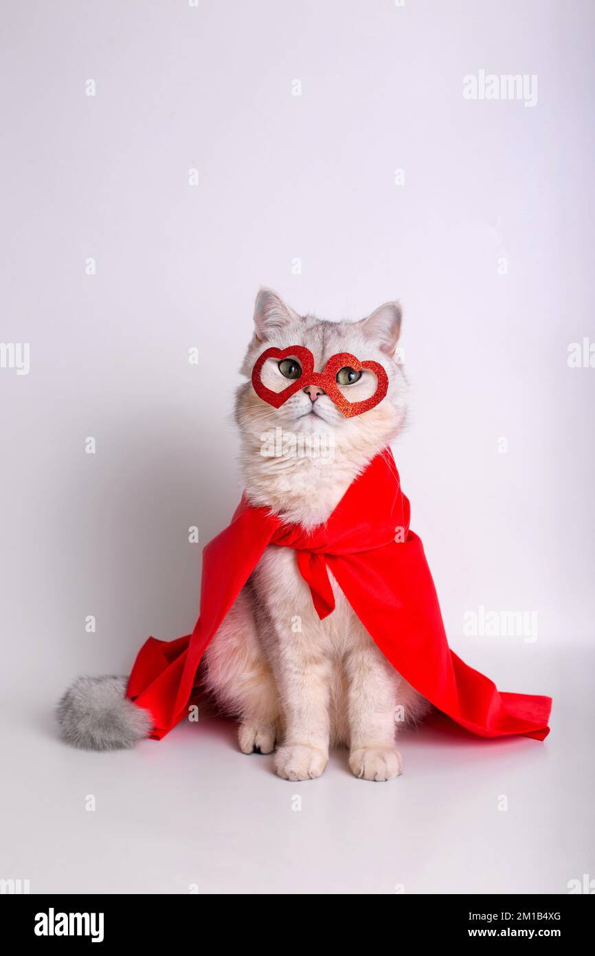 Divertente gatto bianco siede in una maschera rossa sotto forma di cuori e un mantello rosso. Foto Stock