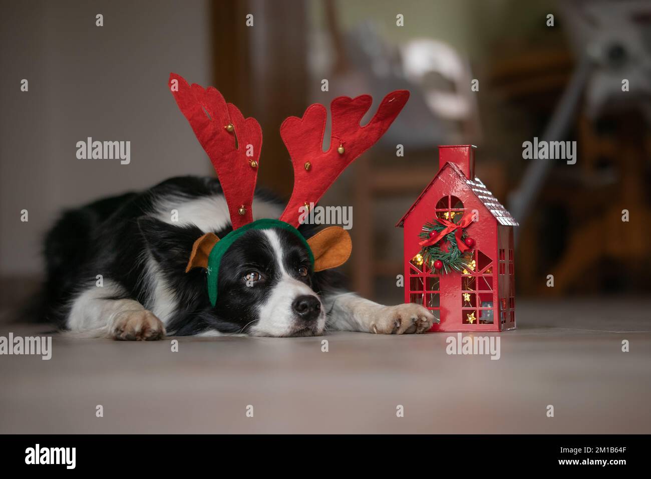 Border Collie con Antlers renne a casa. Festive Black and White Dog si trova al piano interno. Foto Stock