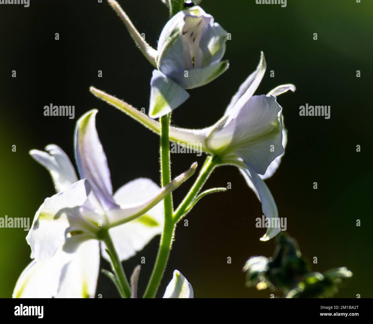 Piante di caduta nel selvaggio Foto Stock