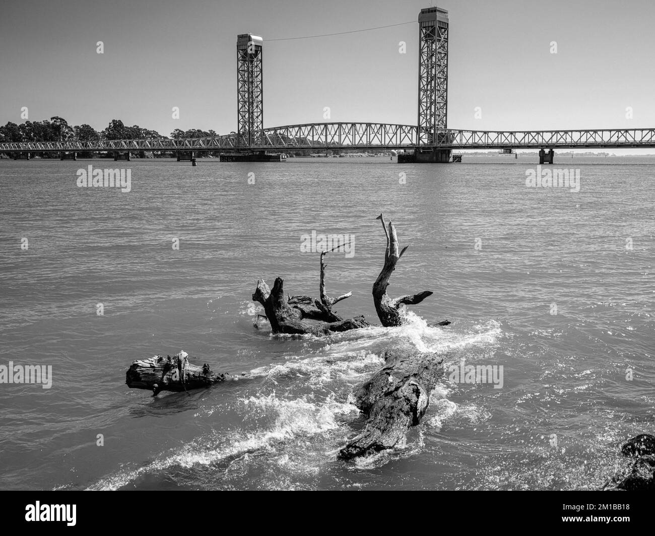 Il Rio Vista Draw Bridge sul fiume Sacramento, in California, con un albero che si dipana a riva. Foto Stock