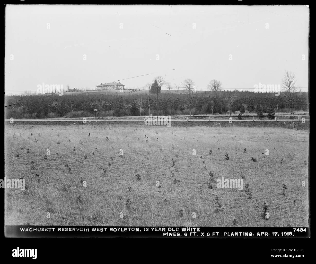 Wachusett Department, serbatoio di Wachusett, pini bianchi di 12 anni, piantatura di 6 piedi x 6 piedi, West Boylston, Mass., Apr. 17, 1918 , acquedotto, serbatoi strutture di distribuzione di acqua, silvicoltura Foto Stock