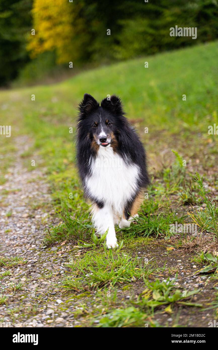 Sheltie shetland cane da pastore che corre verso di voi su un sentiero verde Foto Stock