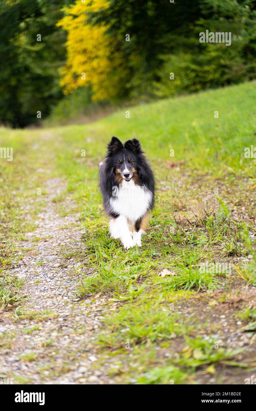 Sheltie shetland cane da pastore che corre verso di voi su un sentiero verde Foto Stock