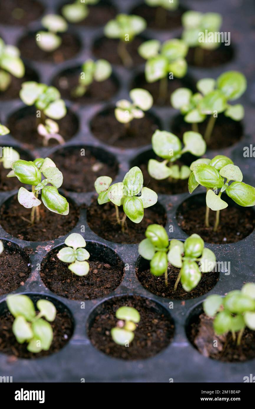 PENTOLE IDROCOLTURA KIT Capsule Semi Allevamento Piante Compatibili EUR 16,08 - IT - Foto 3