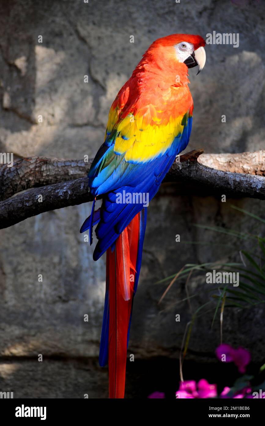 Scarlatto Macaw seduto su un ramo di albero per un ritratto di uccello. Foto Stock