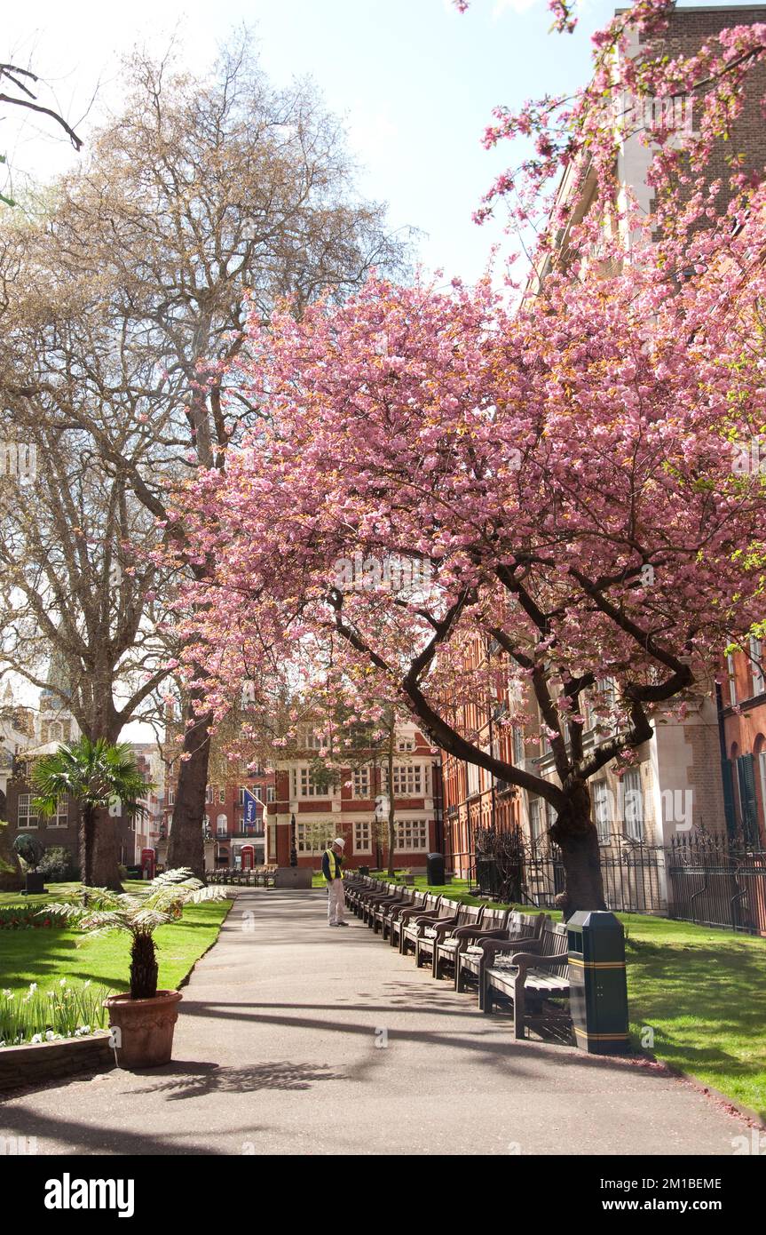 Mount Street Gardens, Mayfair, Westminster, Londra, Regno Unito. Tranquillo giardino con fiori di ciliegio Foto Stock