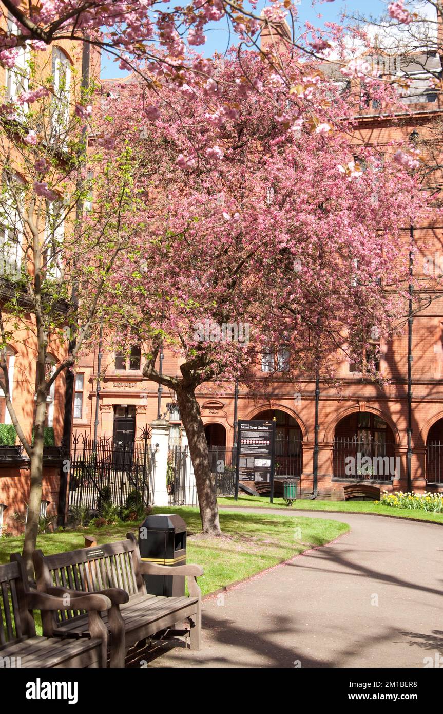 Mount Street Gardens, Mayfair, Westminster, Londra, Regno Unito. Tranquillo giardino con fiori di ciliegio Foto Stock
