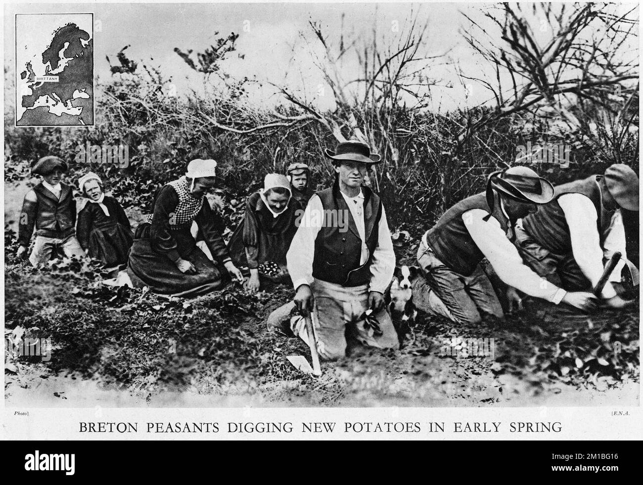 Halftone dei contadini bretoni che scavano le patate nuove all'inizio della primavera, circa 1925, da una pubblicazione educativa, 1927 Foto Stock