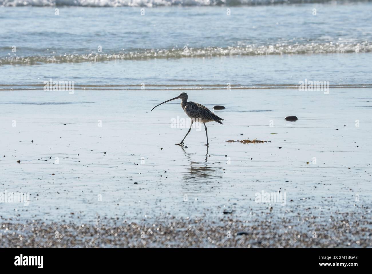 Lungo riccio fatturato in piedi sulla riva in spiaggia durante il tramonto Foto Stock