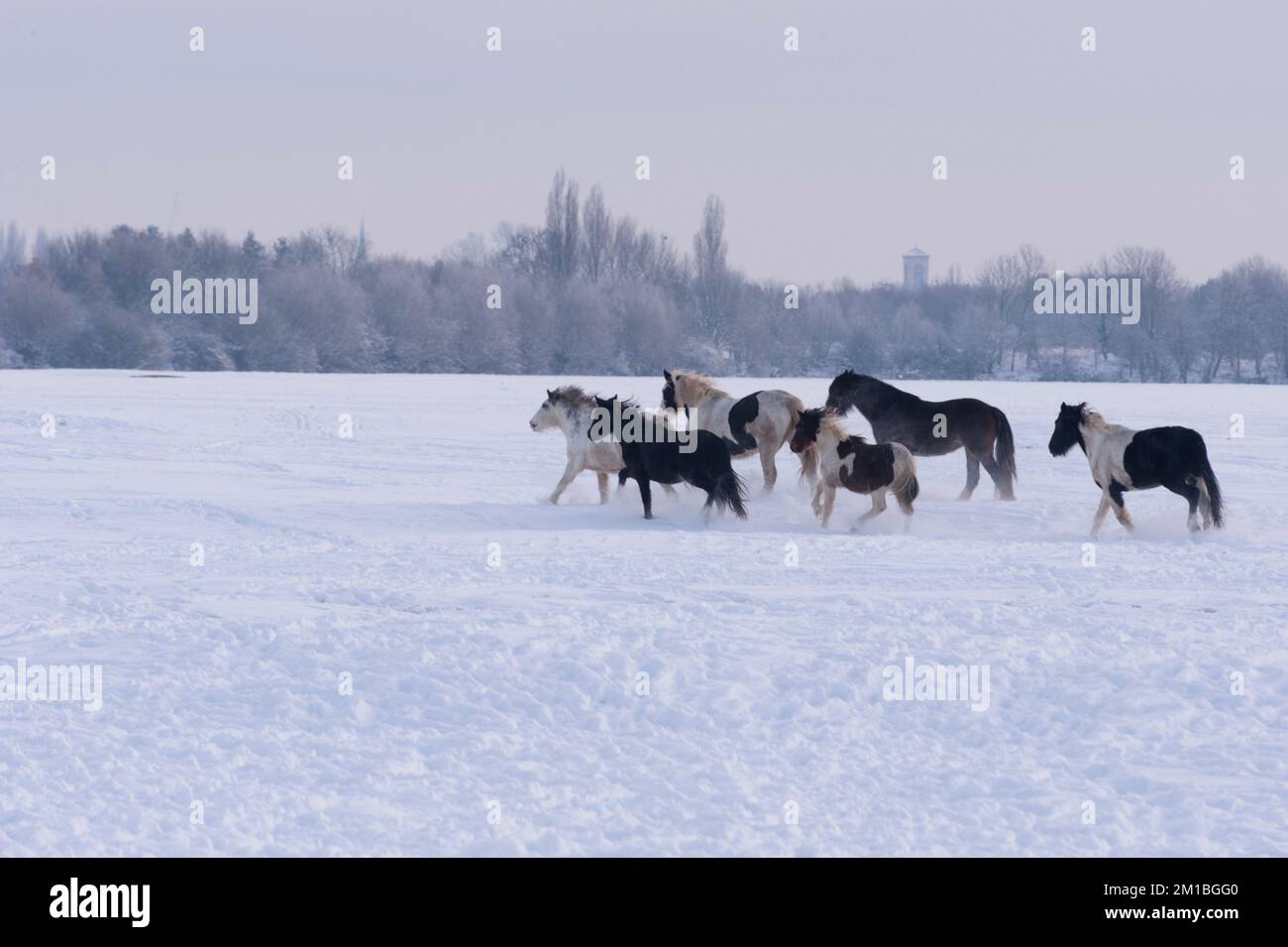 Cavalli e pony nella neve su Wolvercort Common su un monring invernale. Foto Stock