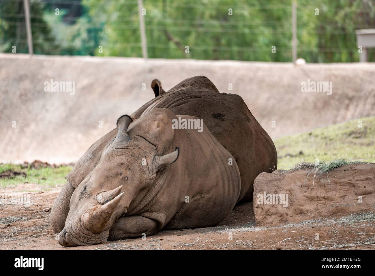 Rinoceronti riposati al San Diego Safari Park Foto Stock