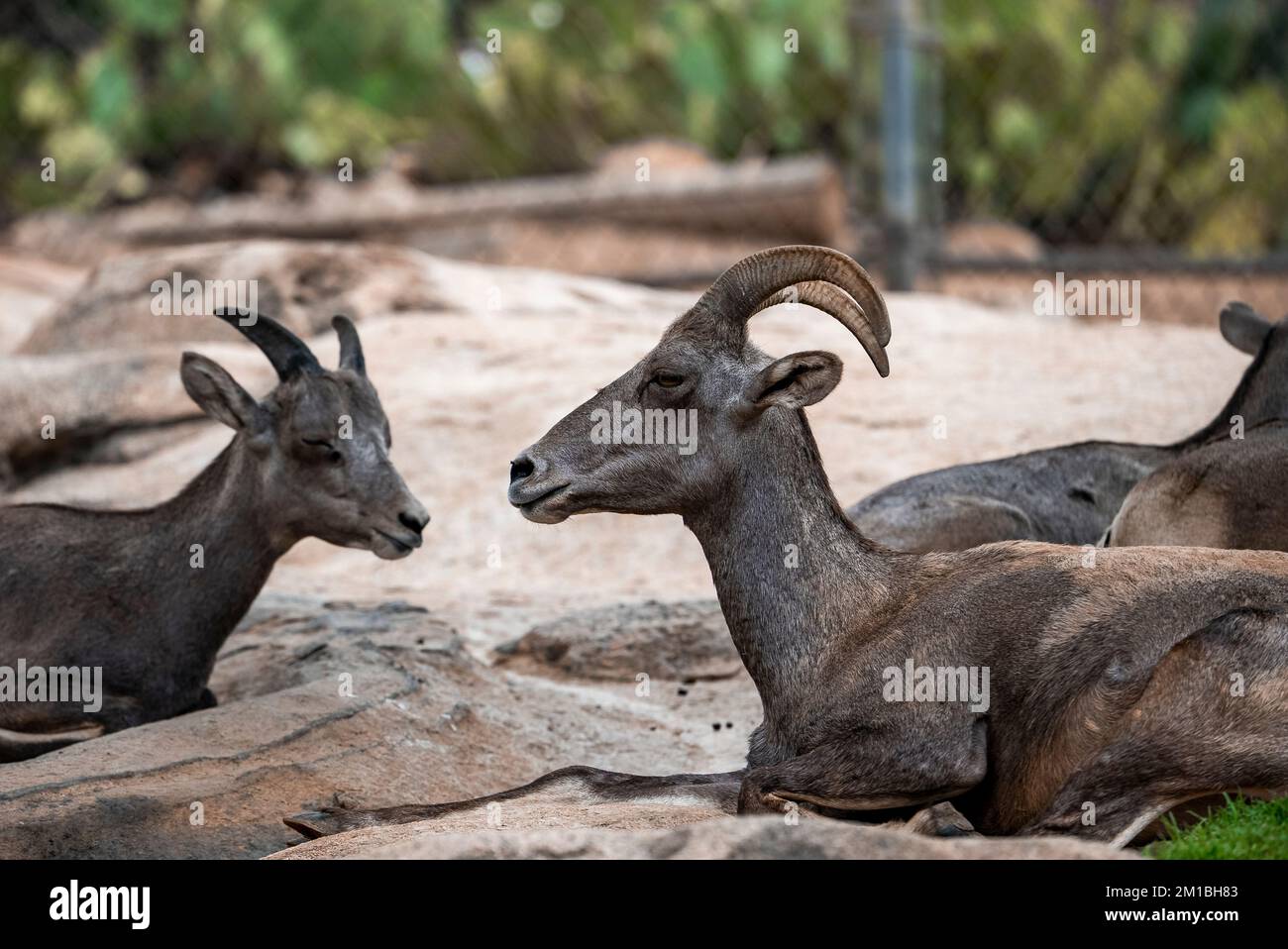 Capre selvatiche che riposano sul campo al Parco Safari di San Diego Foto Stock
