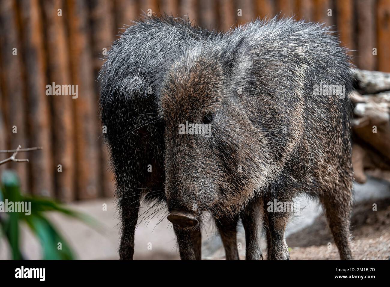Primo piano del cinghiale in piedi al San Diego Safari Park Foto Stock