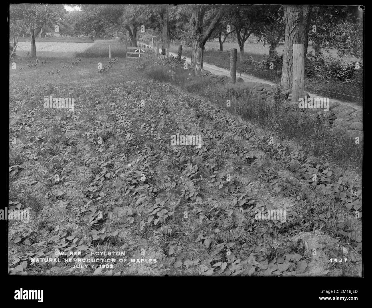 Lago artificiale di Wachusett, riproduzione naturale degli aceri, Boylston, Mass., 7 luglio 1902 , acquedotto, serbatoi strutture di distribuzione di acqua, silvicoltura Foto Stock
