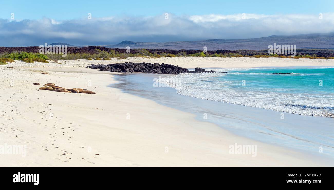 Cerro Brujo (collina del mago) spiaggia con Galapagos Sea Lions (Zalophus Wollebaeki) sull'isola di San Cristobal, parco nazionale Galapagos, Ecuador. Foto Stock