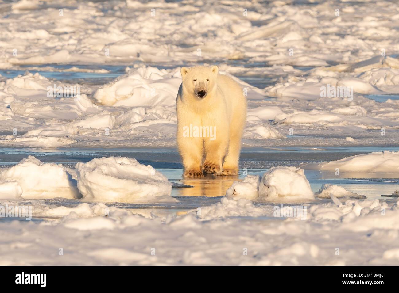 Polar Bear in piedi su ghiaccio, Hudson Bay Foto Stock