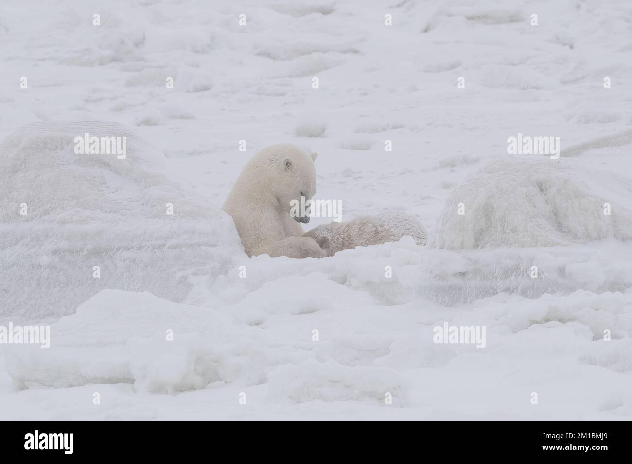 Polar Bear Nursing, Hudson Bay, MB Foto Stock