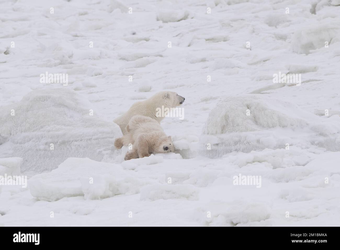 Giocoso Polar Bear Cub, Hudson Bay, MB Foto Stock