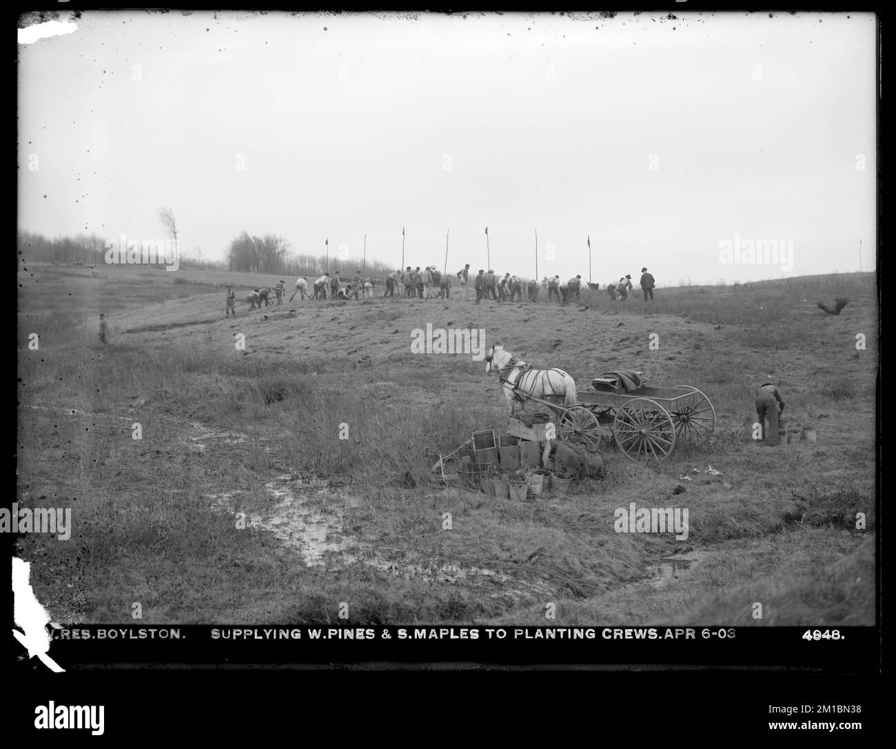 Serbatoio di Wachusett, che fornisce pini bianchi e aceri di zucchero per piantare equipaggi, Boylston, Mass., Apr. 6, 1903 , acquedotto, serbatoi strutture di distribuzione di acqua, silvicoltura Foto Stock