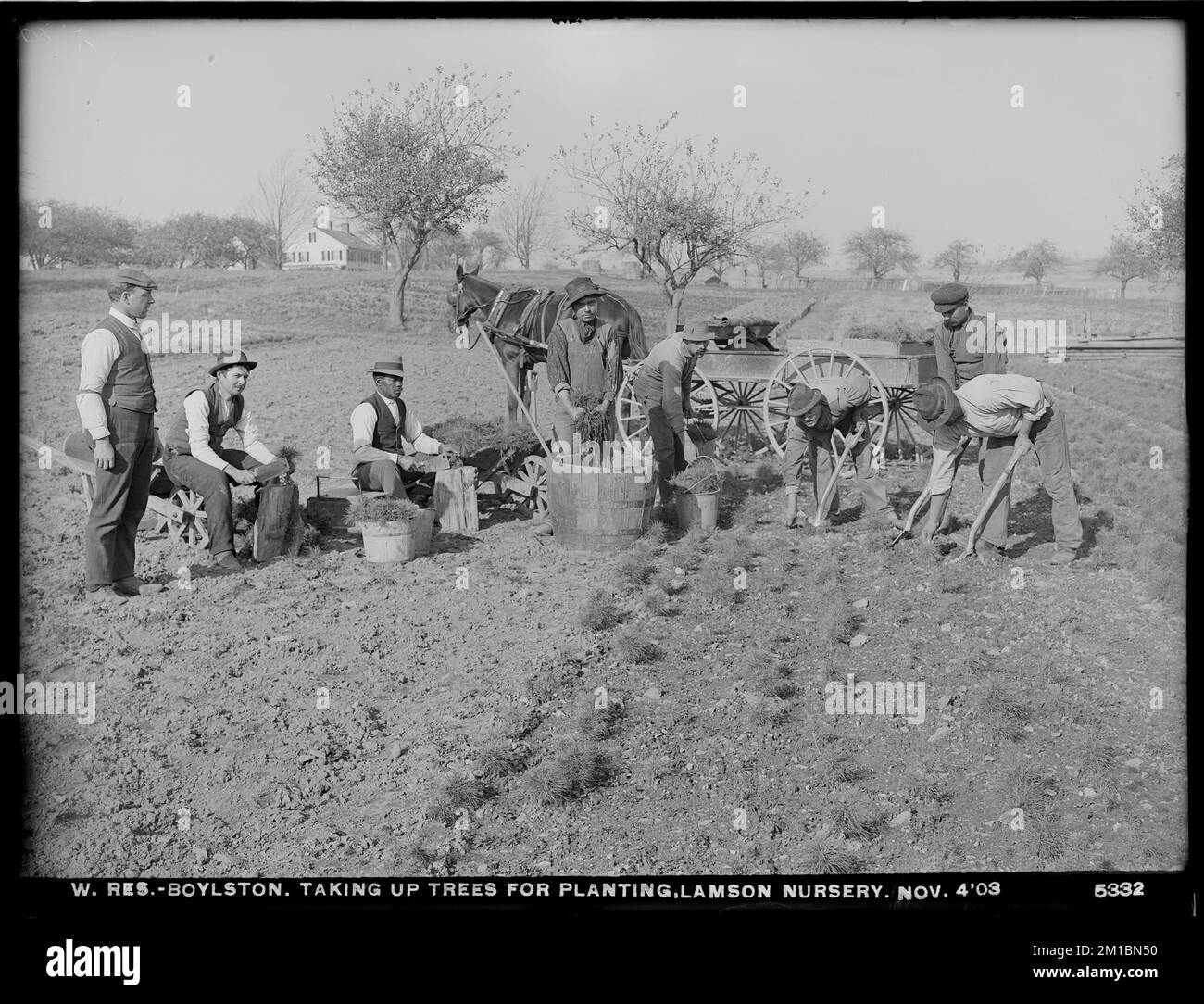 Serbatoio di Wachusett, che prende su alberi per piantare, Lamson Nursery, Boylston, Mass., 4 novembre, 1903 , opere d'acqua, serbatoi strutture di distribuzione dell'acqua, silvicoltura, vivai orticoltura Foto Stock