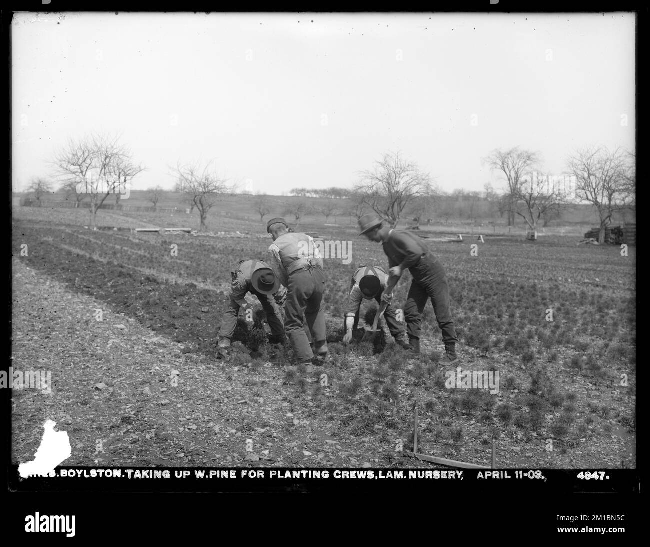 Serbatoio di Wachusett, che prende su pini bianchi per piantare equipaggi, Lamson Nursery, Boylston, Mass., aprile 11, 1903 , opere d'acqua, serbatoi strutture di distribuzione dell'acqua, silvicoltura, vivai orticoltura Foto Stock