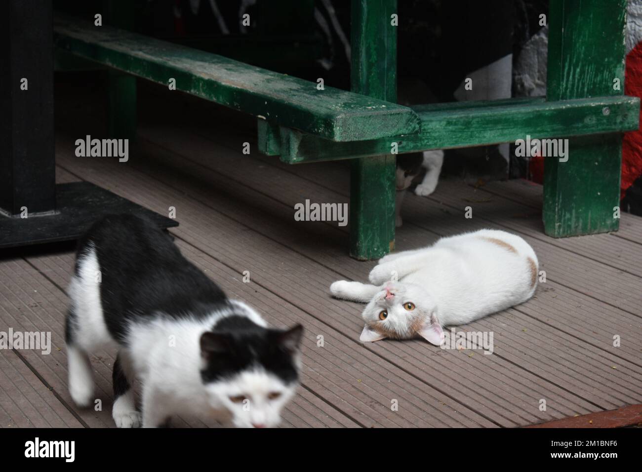 genzero-bianco gatto posa, grigio-bianco gatto in piedi e bianco-nero gatto camminare Foto Stock