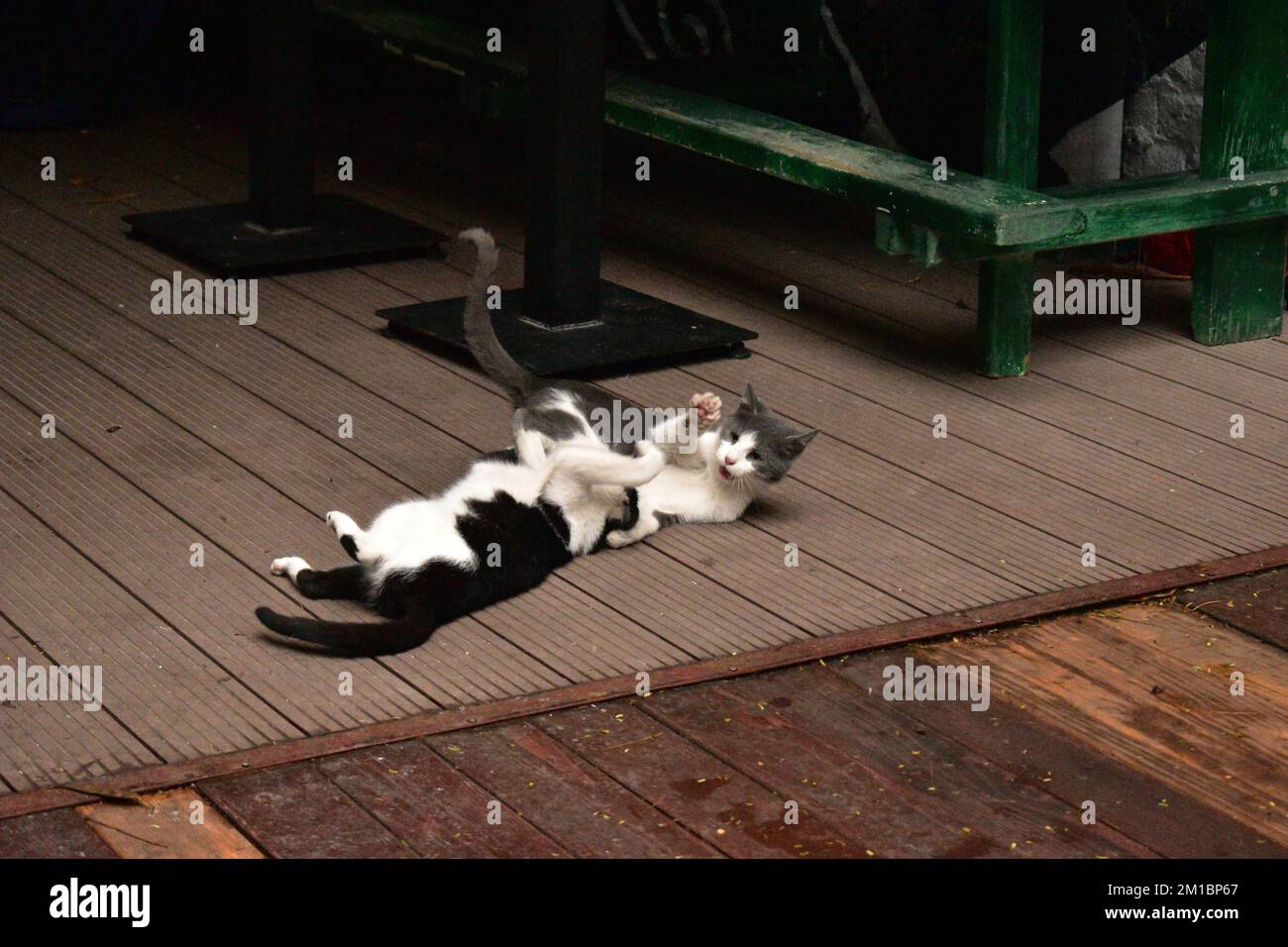 Gatto grigio-bianco e nero-bianco che gioca sul pavimento Foto Stock