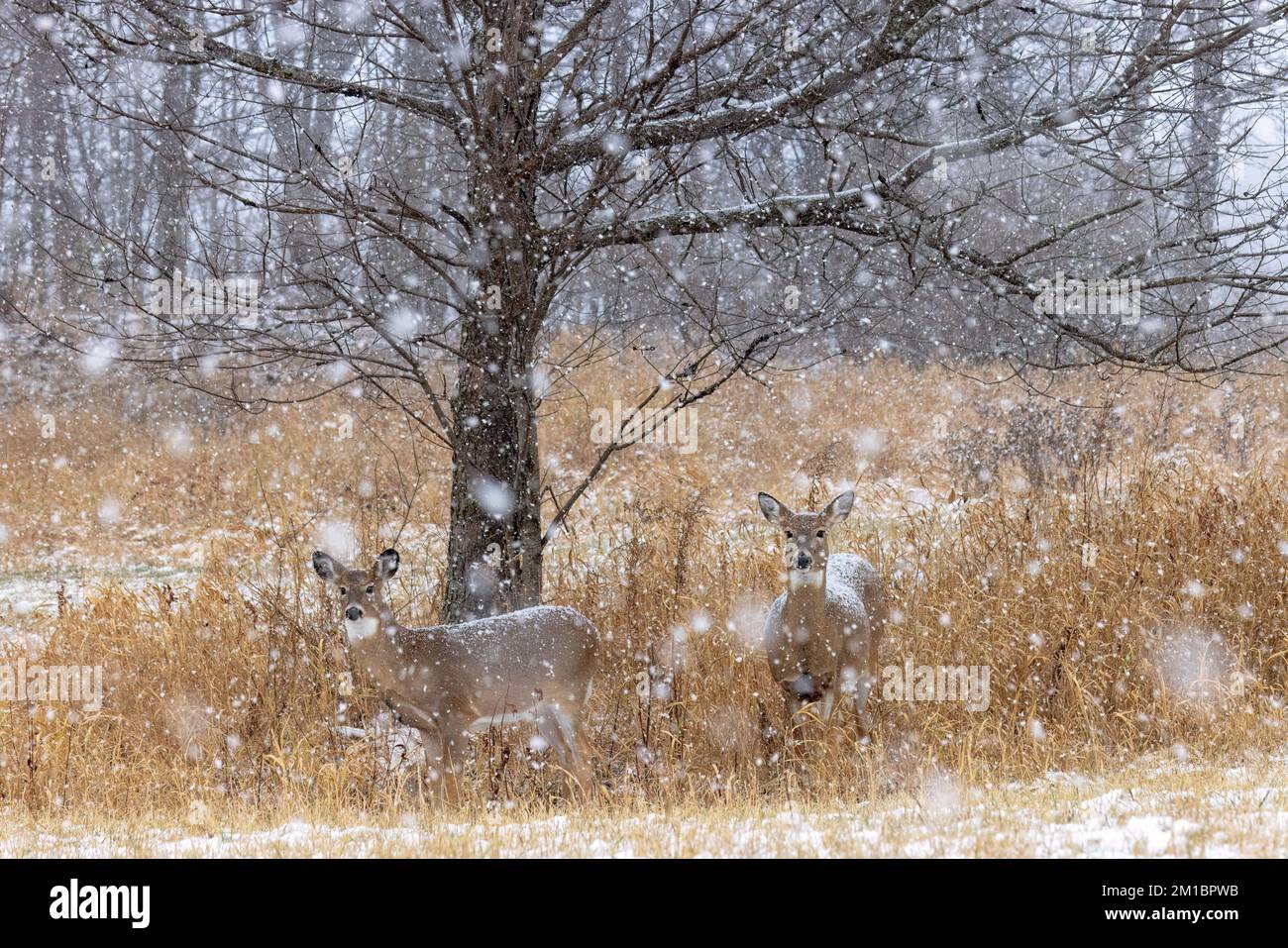 La neve cade su una femmina del cervo dalla coda bianca e si innata nel Wisconsin settentrionale. Foto Stock