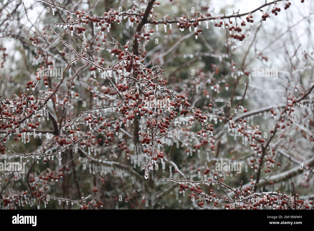 Primo piano dei rami e delle bacche rosse di un albero di ananas Prairie Fire coperto da uno strato di ghiaccio con le ciclicole che gocciolano verso il basso all'inizio della primavera a Wisc Foto Stock