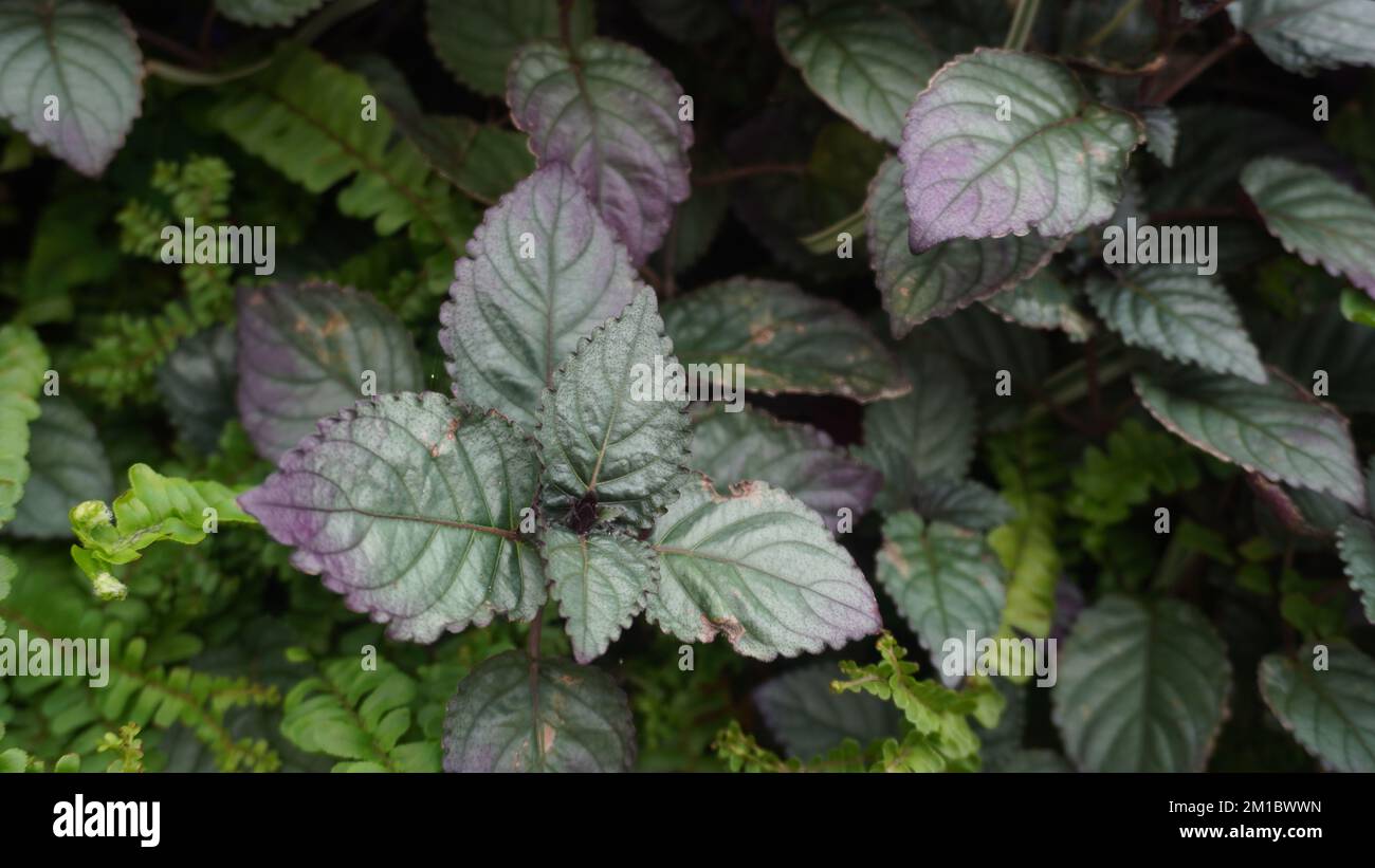 piante ornamentali viola estetiche sulla parete Foto Stock