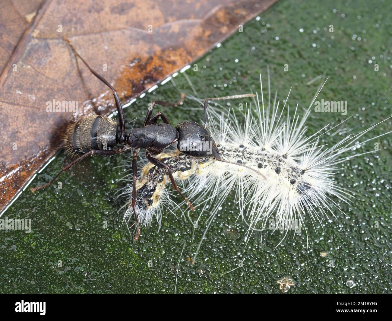 Una formica (identificata come Camponotus pennsylvanicus) contro una specie di bruco, in Texas, Stati Uniti Foto Stock