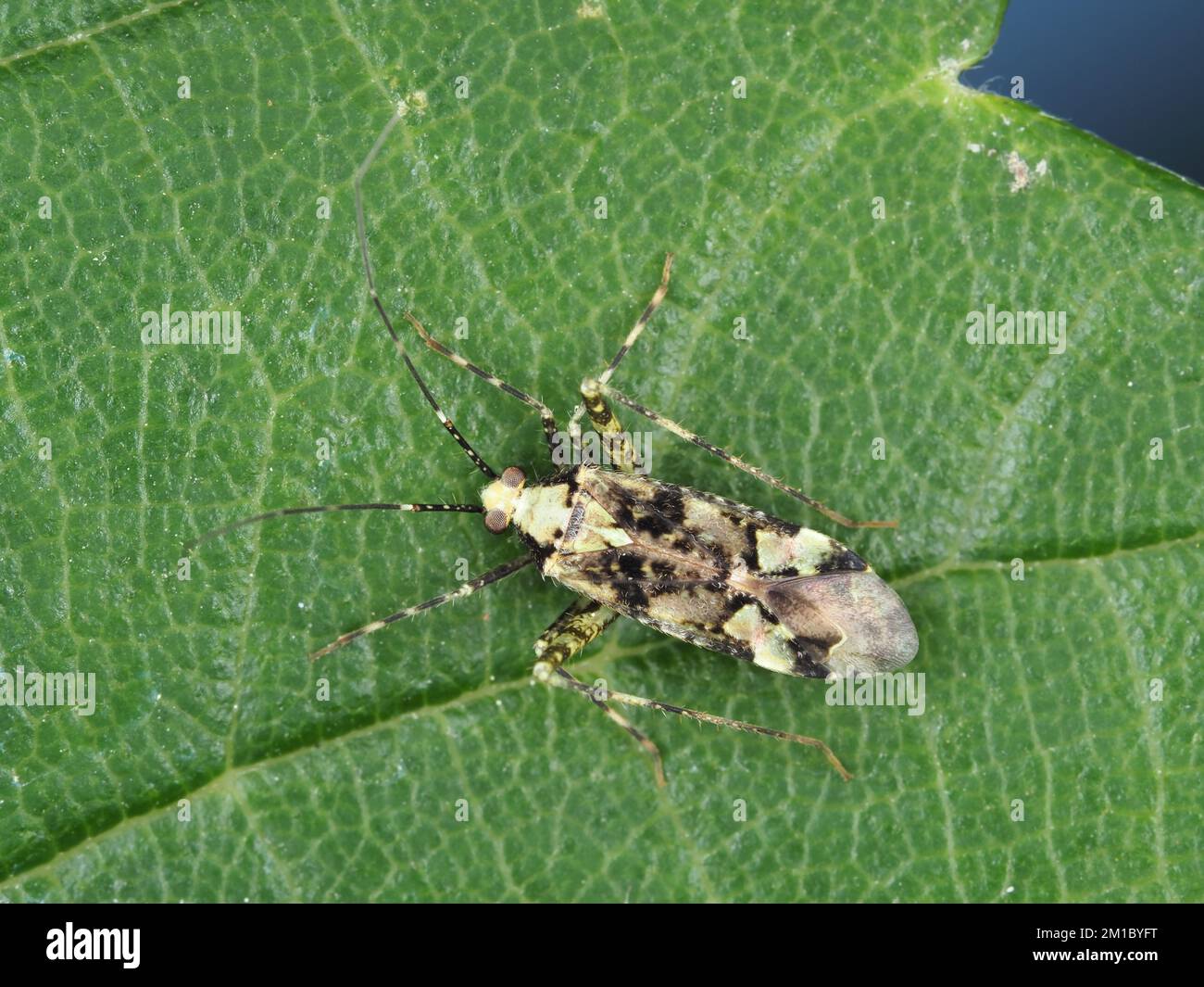 Bug di Phytocoris o di un genere strettamente correlato, probabilmente Phytocoris tiliae Foto Stock