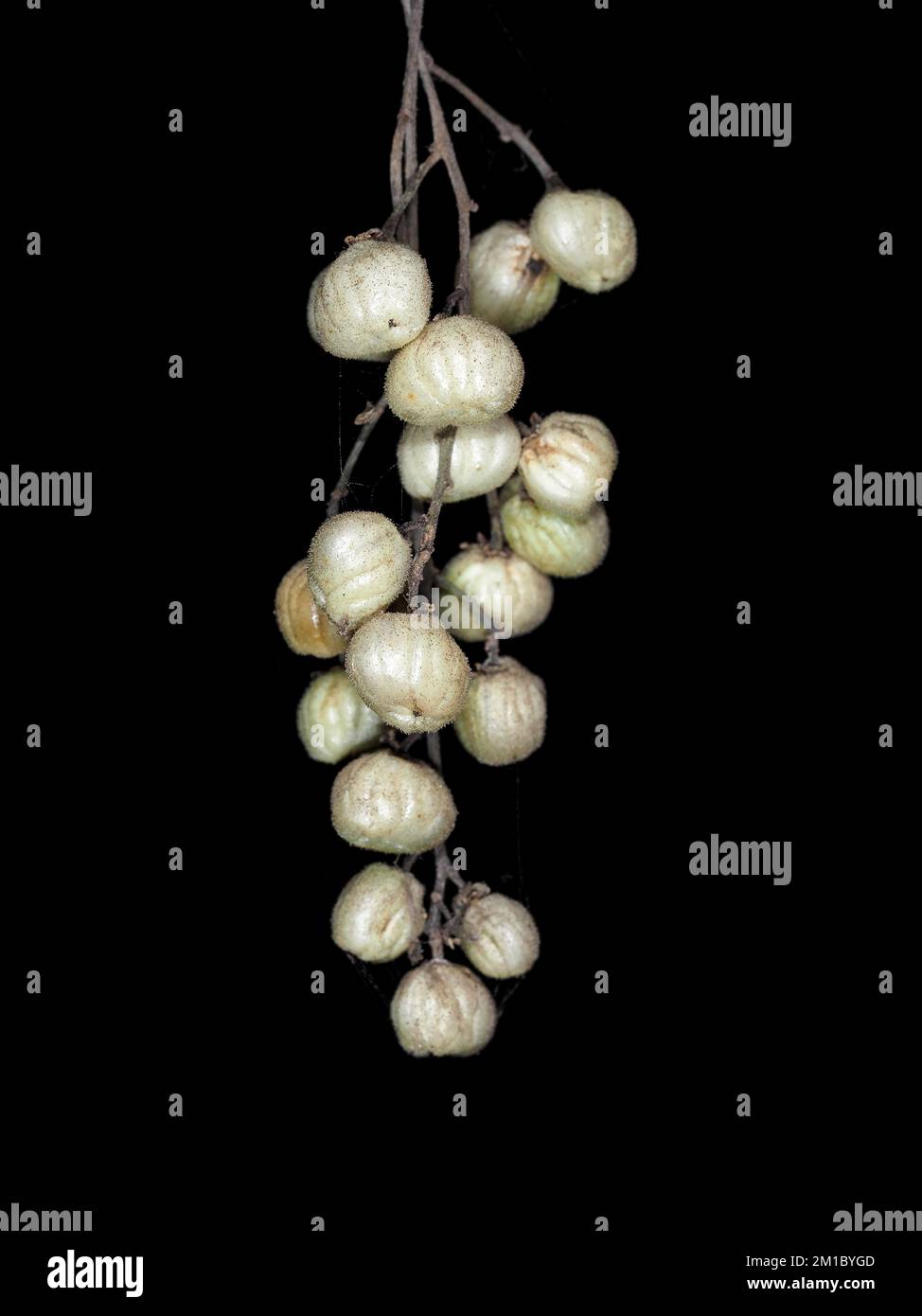 Bacche di quercia di veleno del Pacifico (Toxicodendron diversillobum) in California Foto Stock