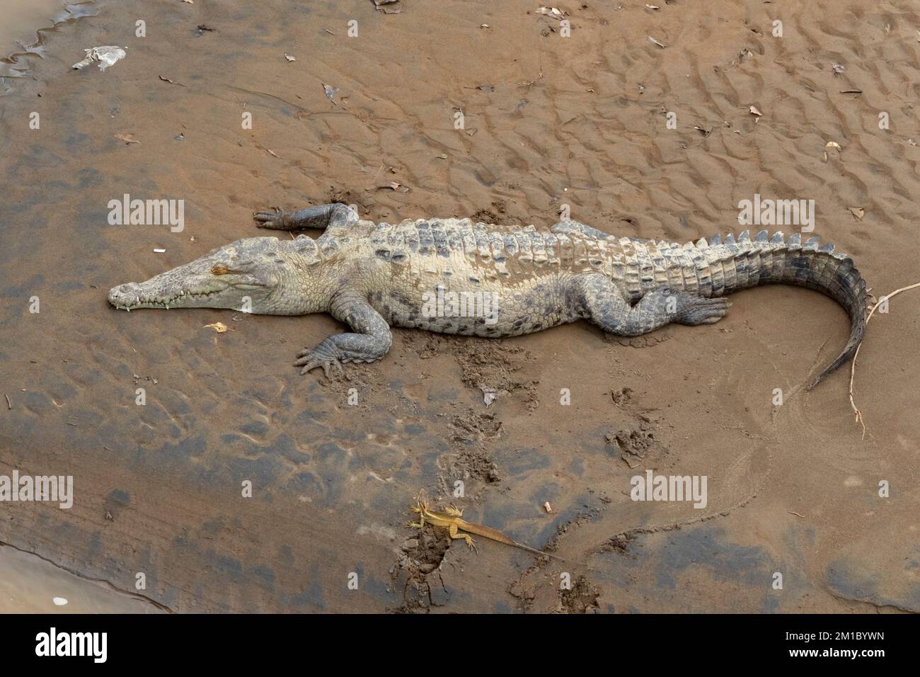Il coccodrillo americano (Crocodylus acutus) e Basilisk riposano sotto il ponte del coccodrillo sul Rio Tarcoles, Costa Rica Foto Stock