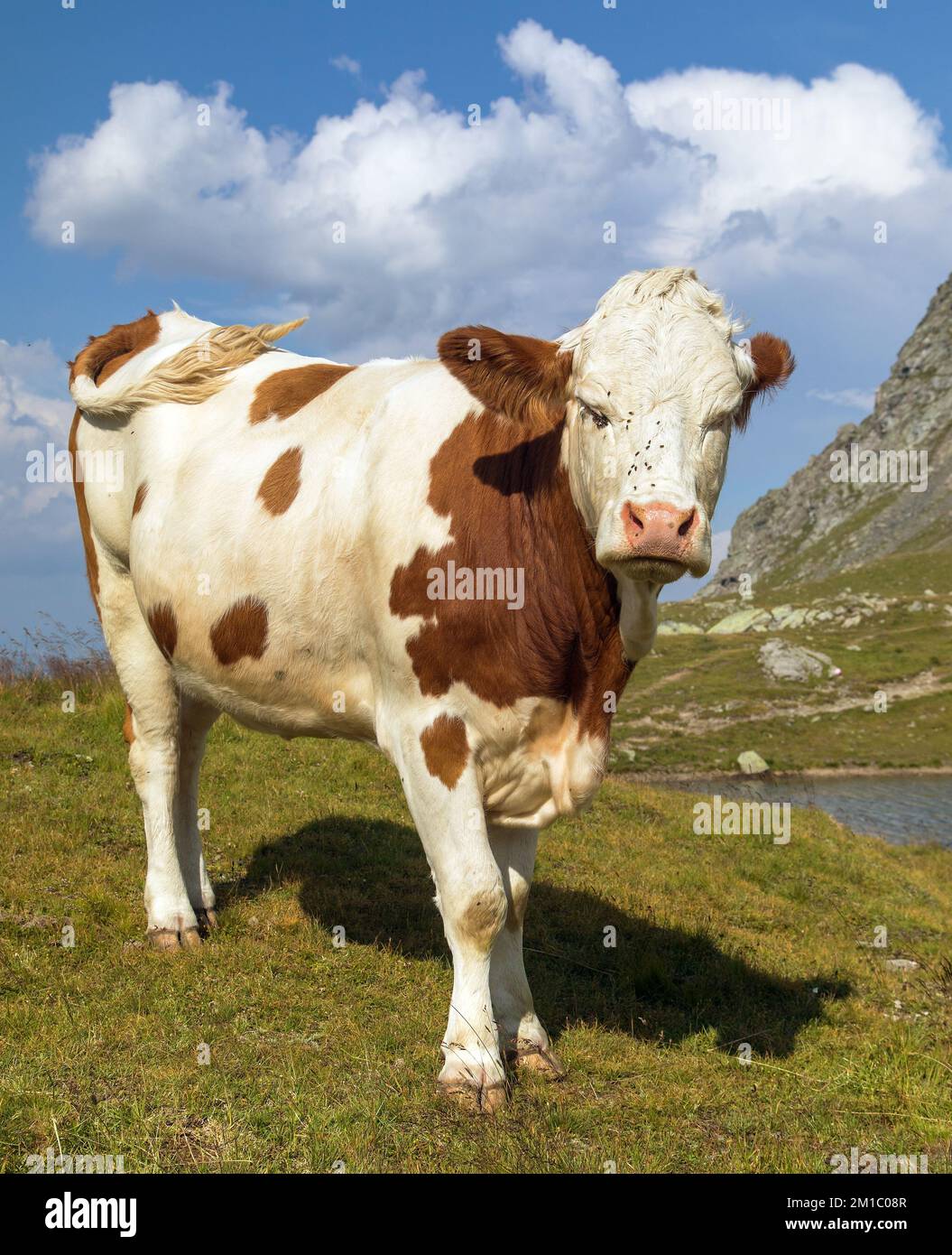 Mucca in latino bos primigenius taurus, sulle Alpi Dolomiti montagne, Italia Foto Stock