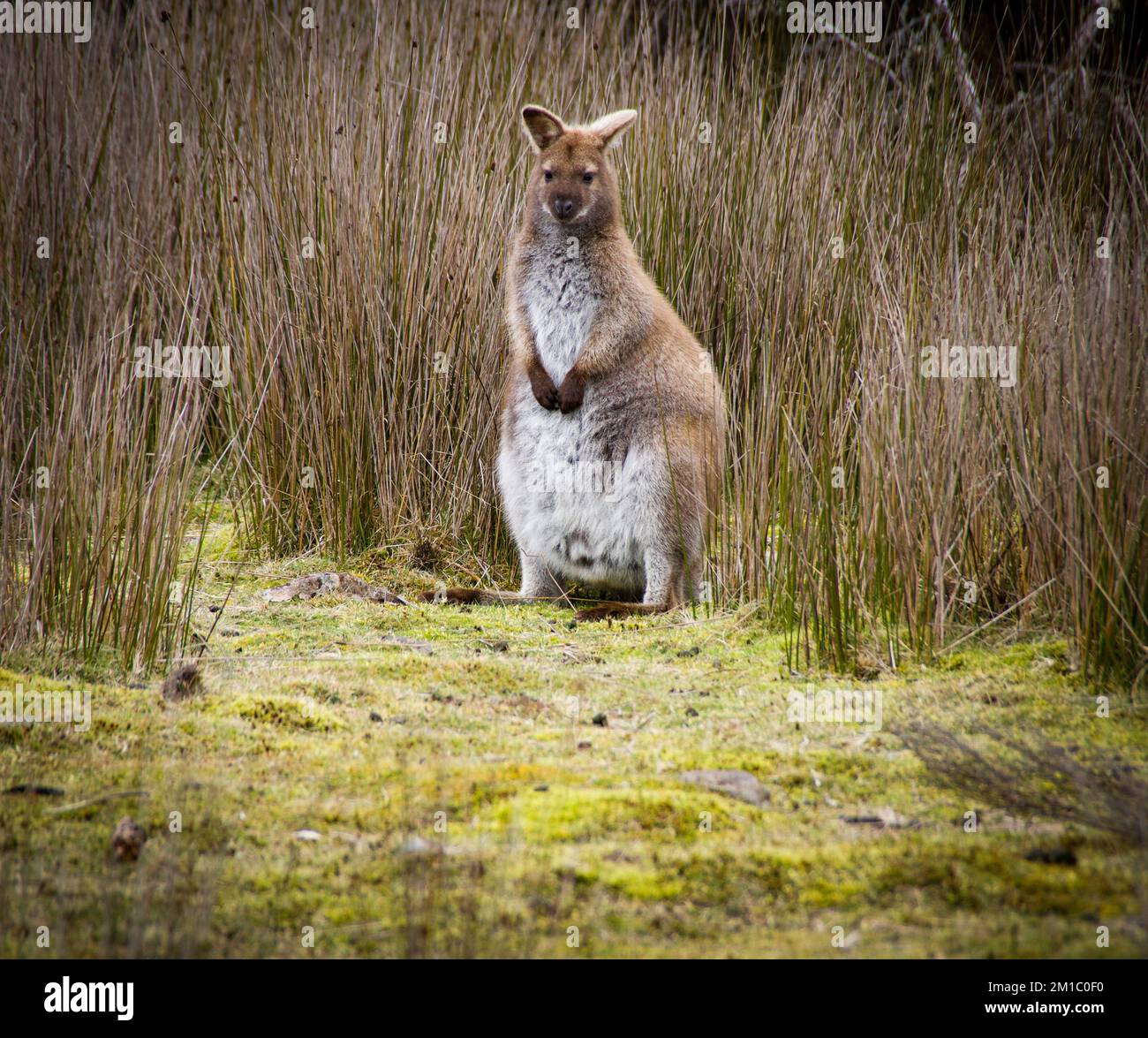 Abitante locale di Cradle Mountain Tasmania Foto Stock