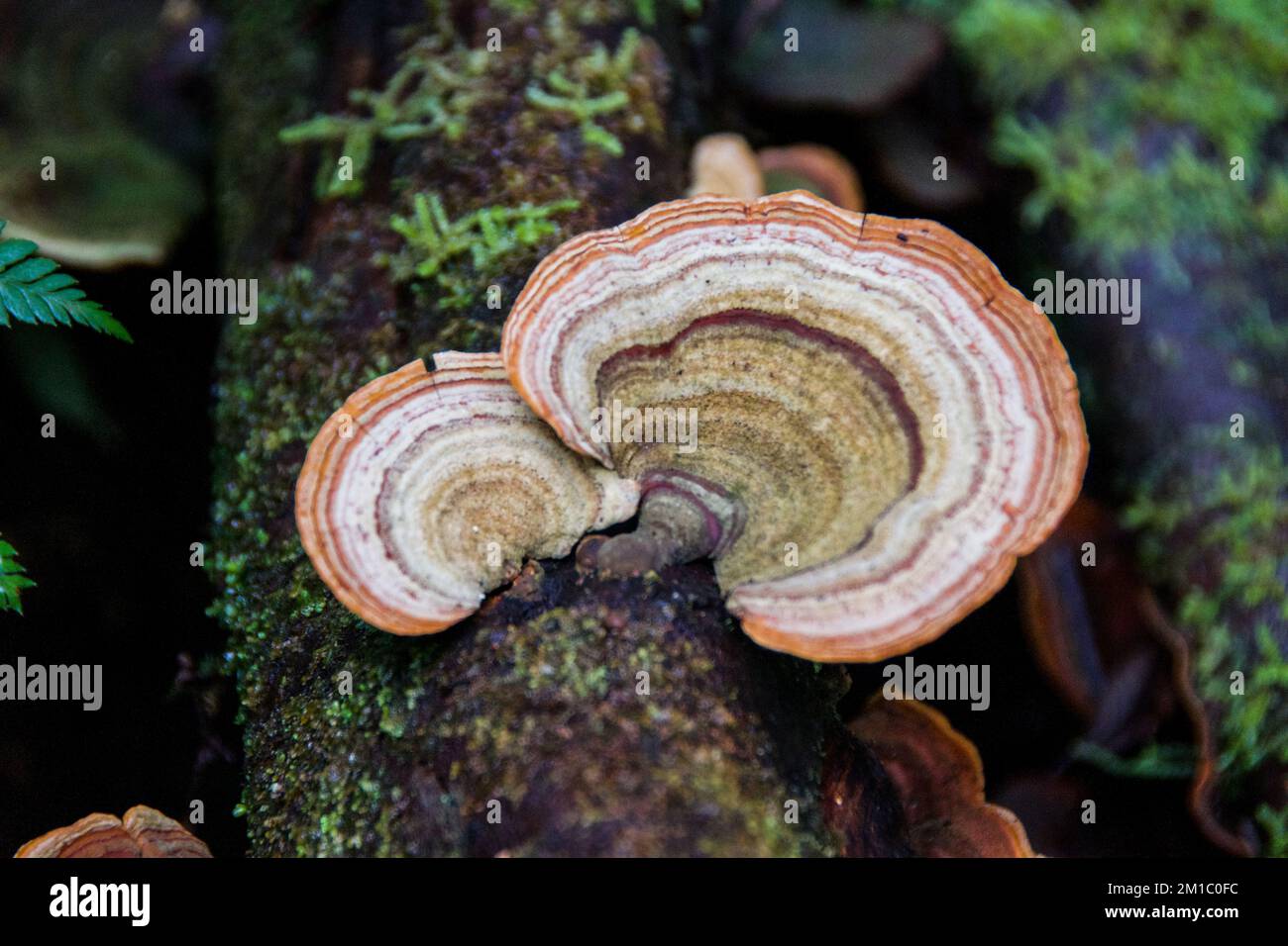 Numero di funghi arborei trovati nella foresta intorno alla montagna culla in Tasmania Foto Stock