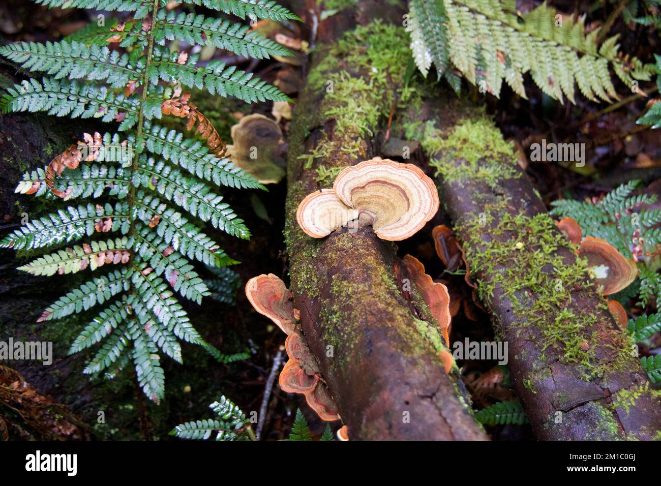 Numero di funghi arborei trovati nella foresta intorno alla montagna culla in Tasmania Foto Stock