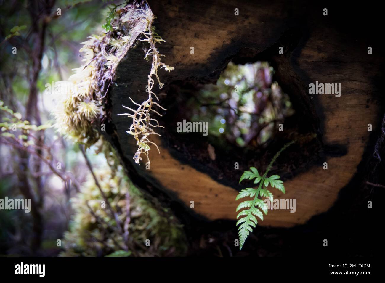 Il ceppo cavo è stato trovato in una passeggiata nella natura intorno al Parco Nazionale di Cradle Mountain Foto Stock